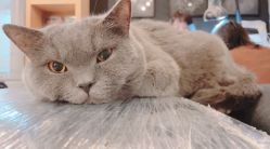 点击看大图 -飛凡TATTOO纹身•原创