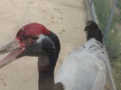 -盐城丹顶鹤湿地生态旅游区