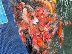 -喷泉广场餐厅·宵夜·海鲜烧烤大排档(长隆企鹅酒店)