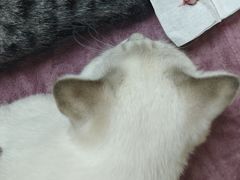 -动物缘宠物医院·骨科·猫科(西二环店)