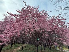 -洛阳市隋唐城遗址植物园
