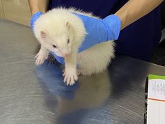 -爱侣宠医·鹦鹉专科·小型哺乳类·异宠专科(灵石路店)