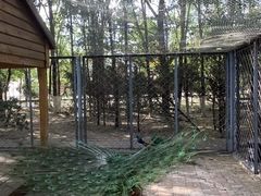 -长白岛森林公园