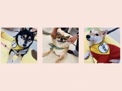 -逗柴咖啡屋·狗咖猫咖宠物桌游