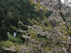 -武陵山森林公园