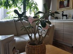 -精德口腔·种植修复·儿牙中心(财富中心店)