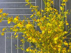 -双季花艺园艺市场(浦东店)