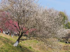 -杭州植物园