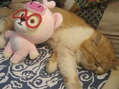 -more than meow吴止猫主题餐厅(承德 中船汇店)