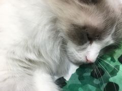 -藏猫猫咖啡主题馆(中央大道店)