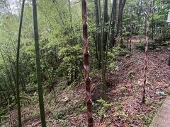 -云碧峰国家森林公园