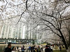 -西北湖绿化广场