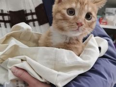 -米苏动物医院·犬猫专科·骨科外科内窥镜