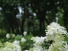 -郑州植物园
