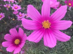 -松山湖梦幻百花洲