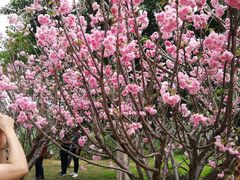 -天适樱花悠乐园