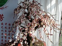 -香雪海