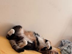 -心仪动物医院·牙专科·肿瘤·心脏科(西客站院)