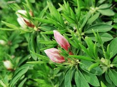 -白塘生态植物园