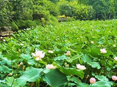 -龙头寺公园