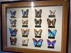 -上海昆虫博物馆