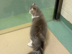 -动物缘宠物医院·骨科·猫科(西二环店)