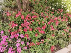 -石家庄市植物园