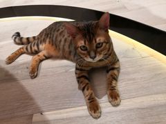 -CAT’S MEWSTAR CAFE·喵星球猫屋(晴湾咖啡店)