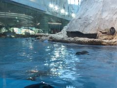 -帝企鹅自助餐厅•儿童岛•真企鹅(长隆企鹅酒店)