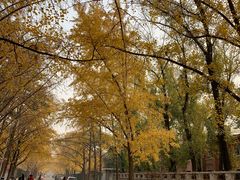 -三里屯东五街银杏大道