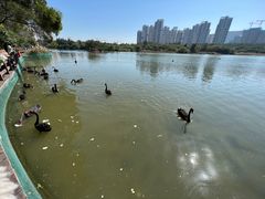 -五缘湾湿地公园