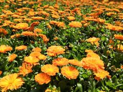 -桤木河湿地公园