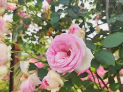-都江堰玫瑰花溪谷