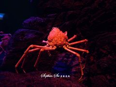 -暹罗海洋世界