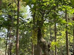 -广州市石门国家森林公园