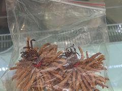 -三江源牌冬虫夏草(中山北路店)