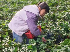 -大自然农场蔬菜草莓采摘园