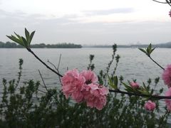 -西湖外事游船(花港观鱼码头)