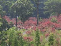 -广州市帽峰山景区