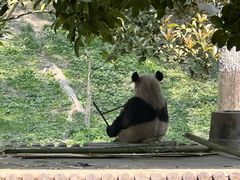 -中国大熊猫保护研究中心雅安碧峰峡基地