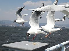 -海埂大坝