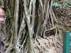 -西双版纳原始森林公园