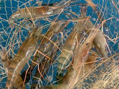 -SHRIMP CLUB万东餐饮钓虾·清吧