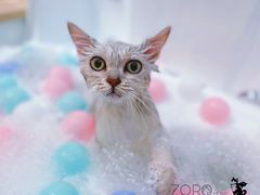 -佐罗家宠物馆·猫文化馆(紫霞路店)