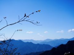 -朱雀国家森林公园