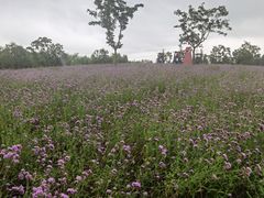 -同里国家湿地公园