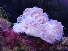 -大连老虎滩海洋公园