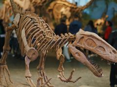 -自贡恐龙博物馆