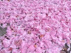 -高东镇樱花园