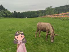 -武陵山森林公园